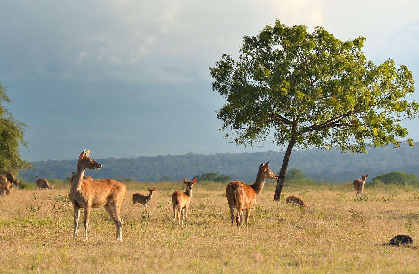 Parc national de Baluran, Indon&eacute;sie