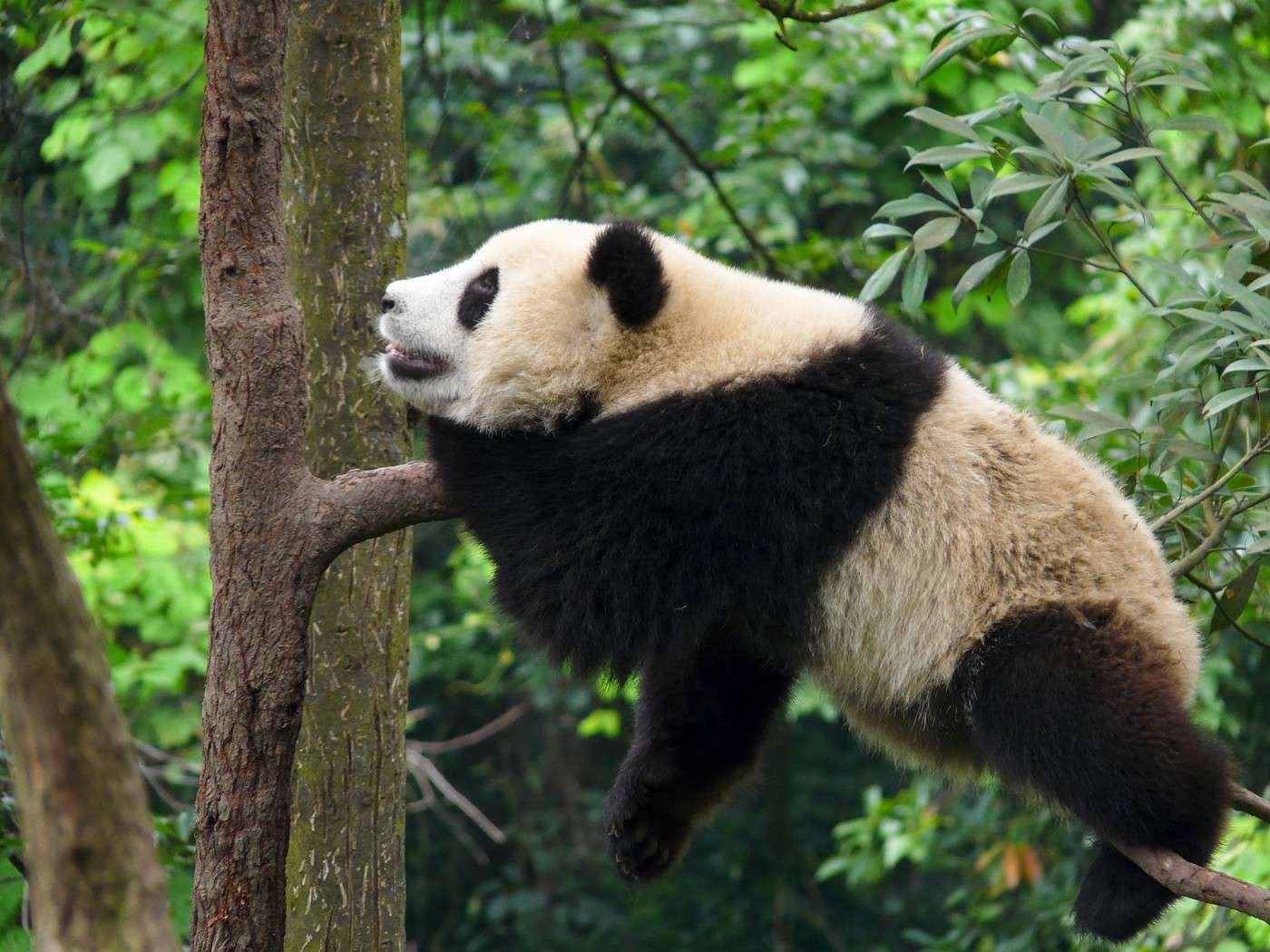 R&eacute;serve naturelle de Wolong, Chine