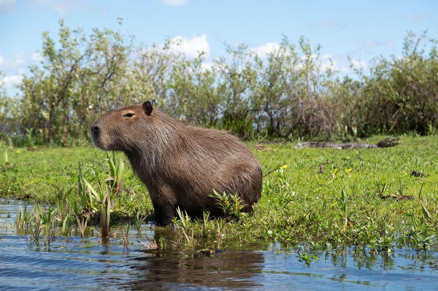 Esteros del Ibera, Argentine