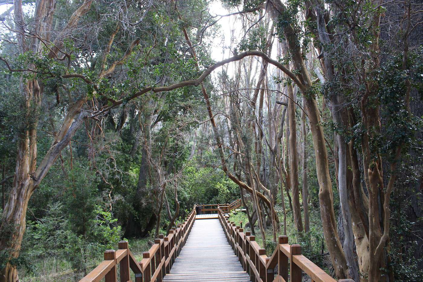 Parc national Los Arrayanes, Argentine