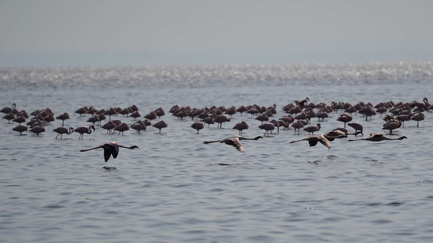 Lac Natron, Tanzanie
