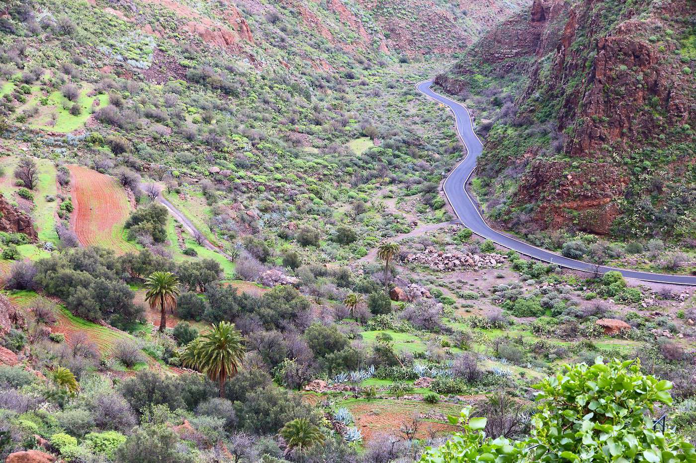 Barranco de Guayadeque, Canaries