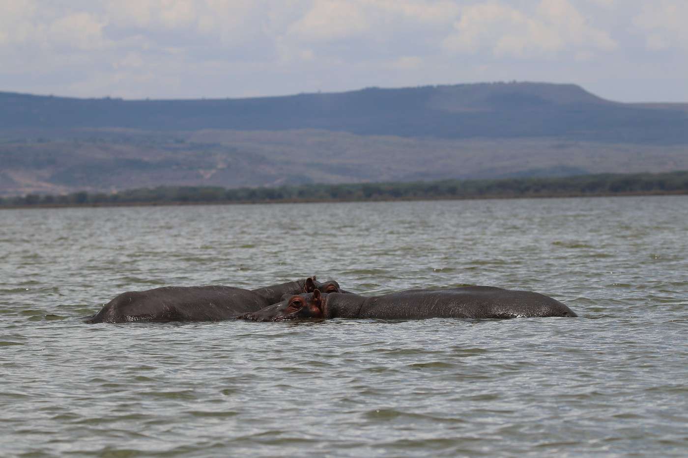 Lac Naivasha, Kenya