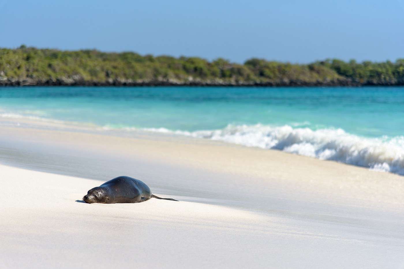 Espanola, Galapagos, Équateur