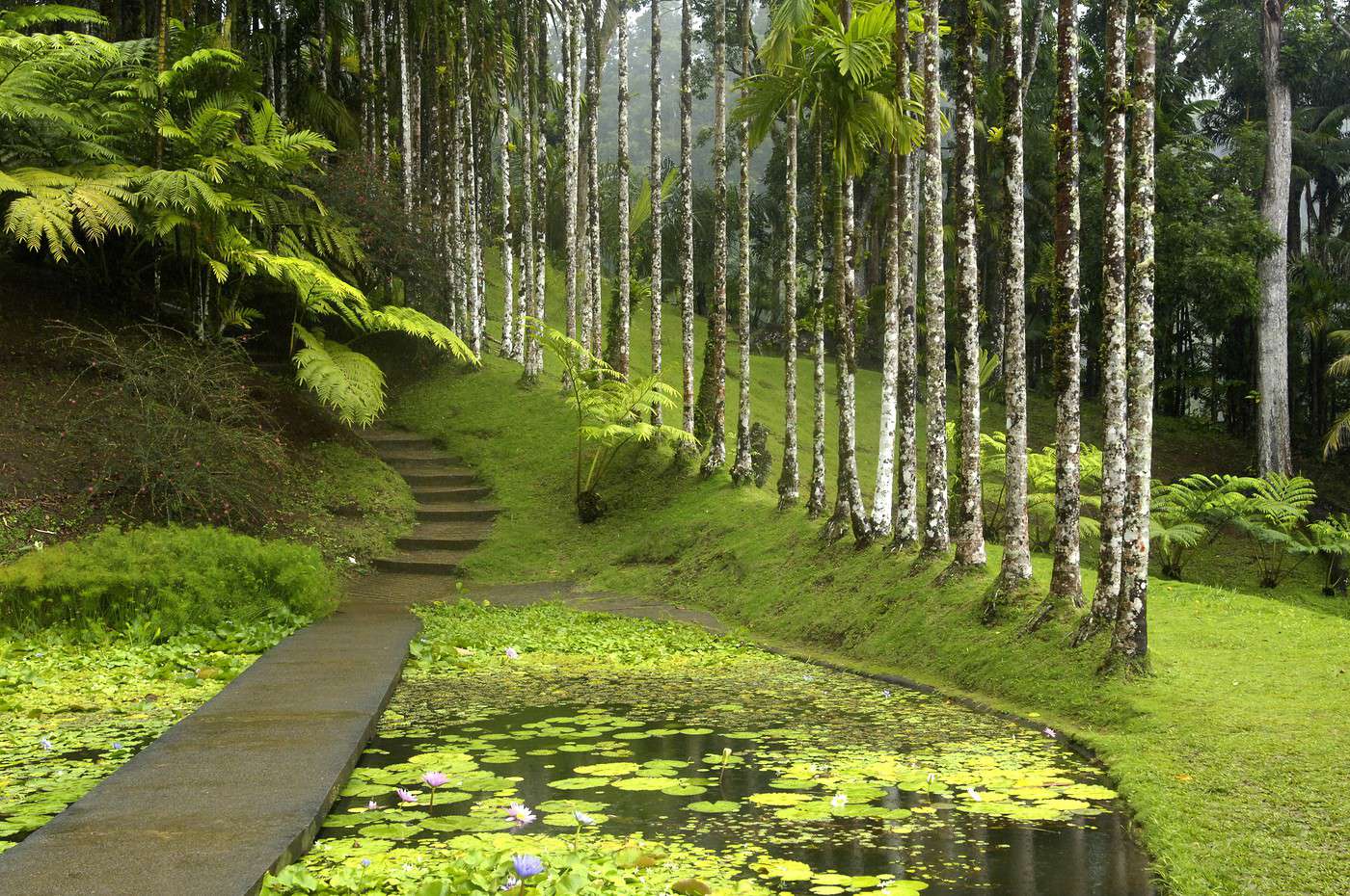 Jardin de Balata, Martinique