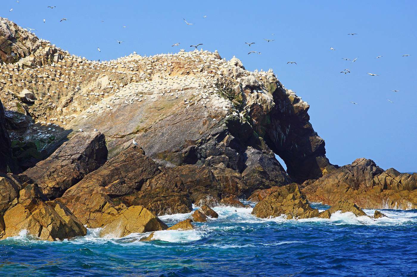 Réserve naturelle des Sept-Iles, Côtes d'Armor, France Réserve naturelle des Sept-Iles, Côtes d'Armor, France