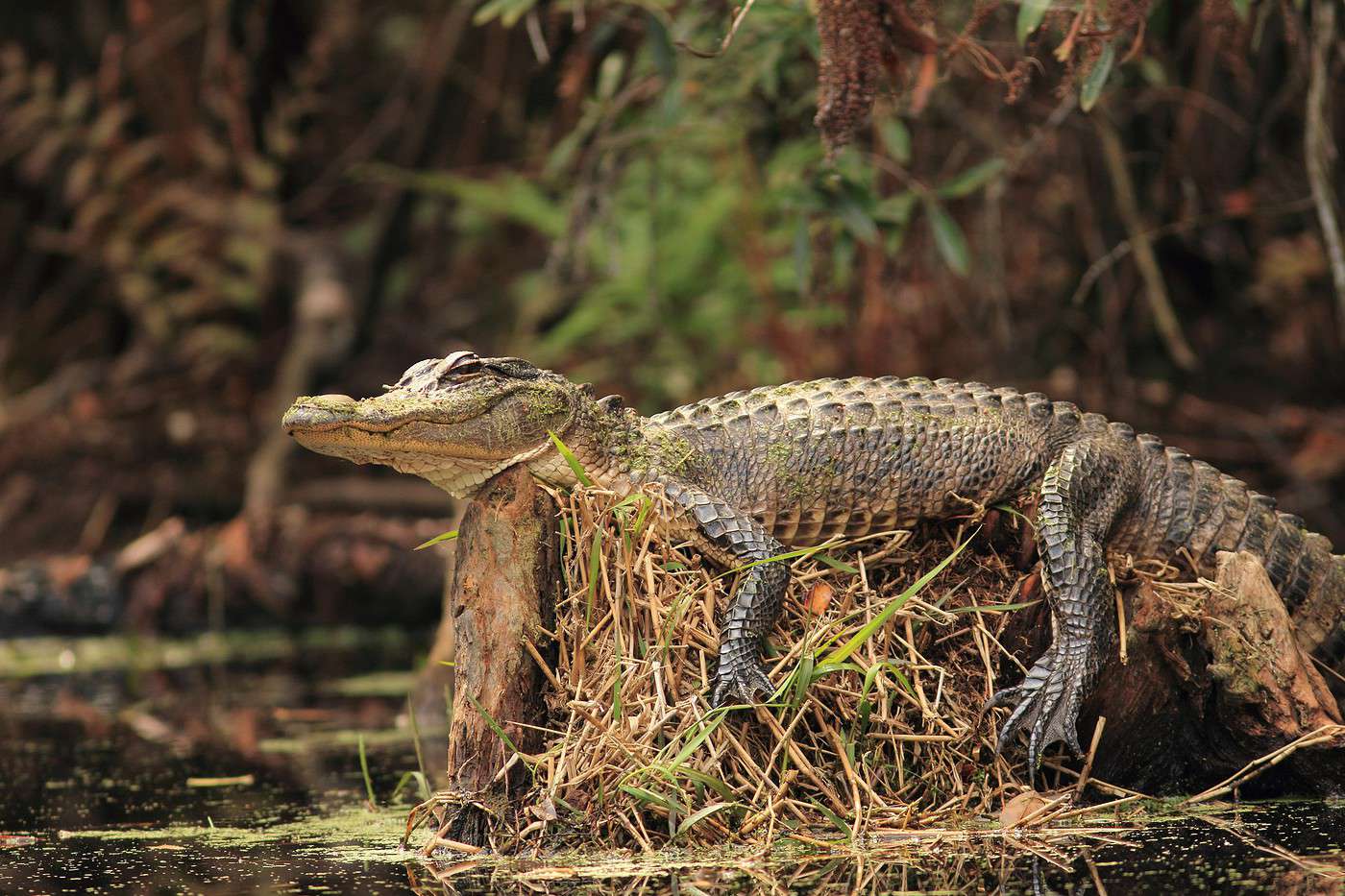 R&eacute;serve faunique d'Okefenokee, Georgie, &Eacute;tats-Unis