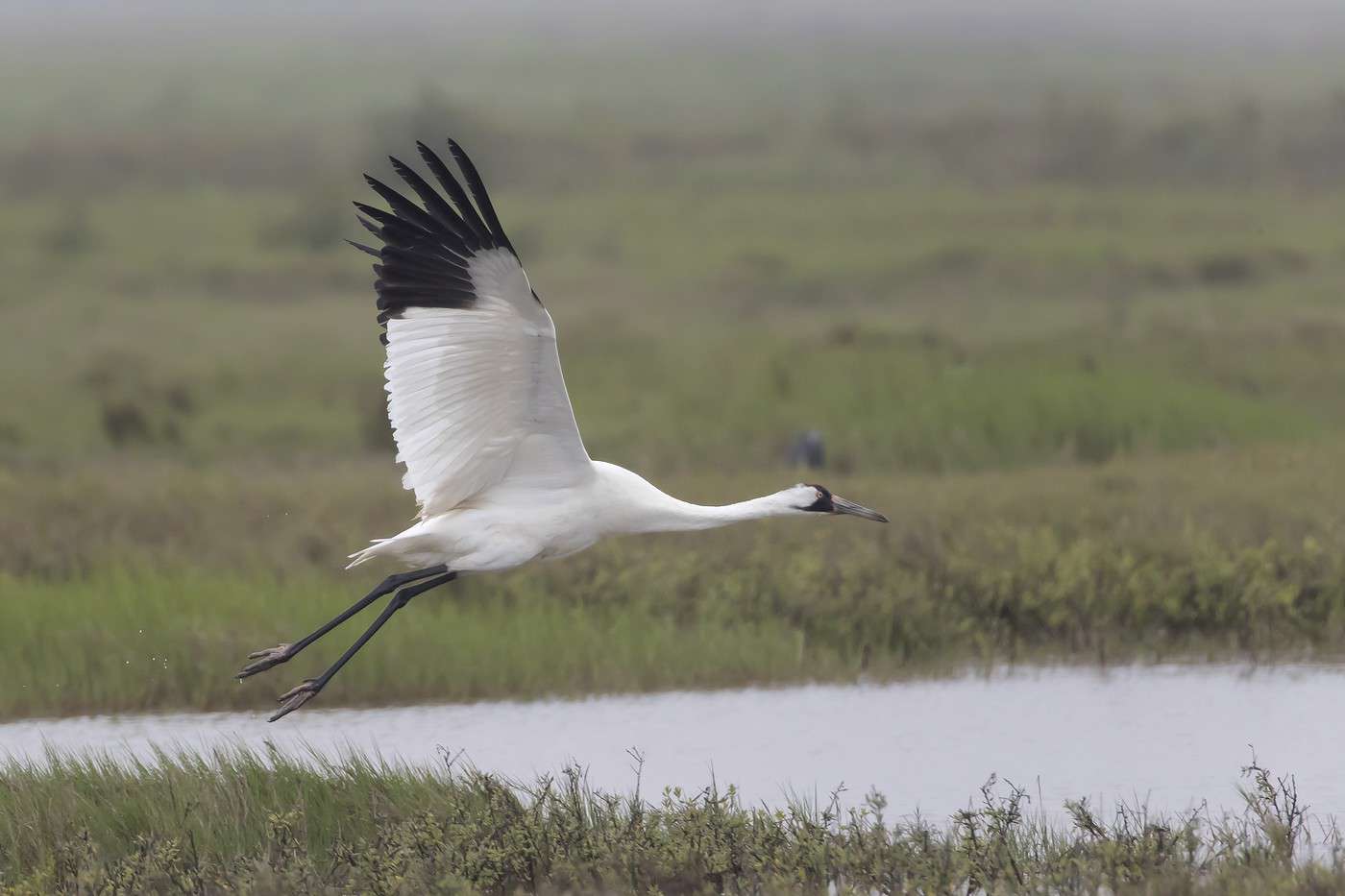 Refuge faunique Aransas, Texas, &Eacute;tats-Unis