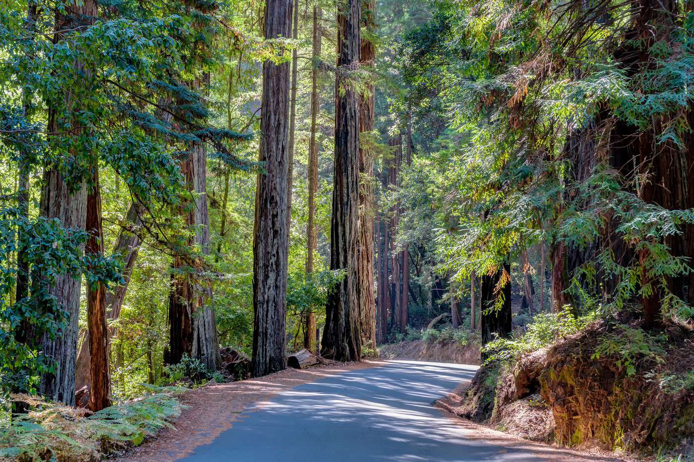 Parc national de Redwood, Californie, États-Unis Parc national de Redwood, Californie, États-Unis