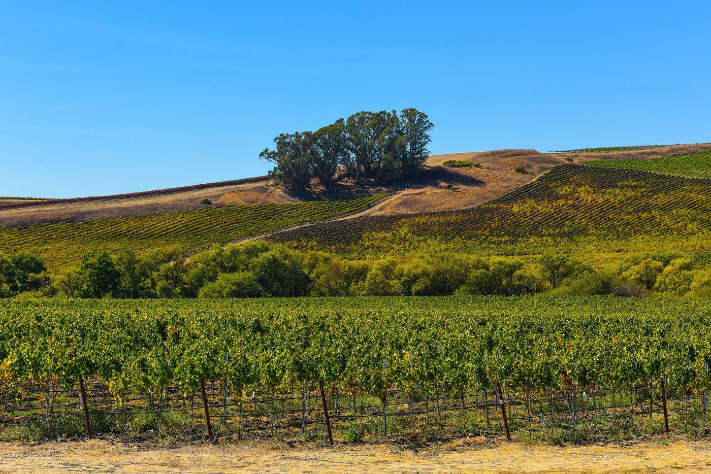 Napa Valley, Californie, États-Unis Napa Valley, Californie, États-Unis