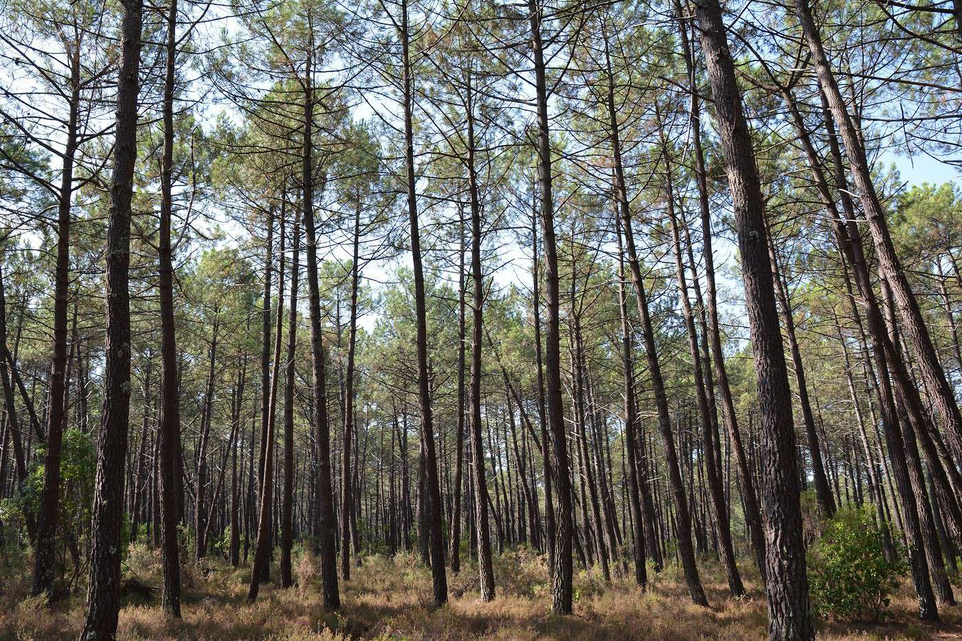 Parc naturel des Landes de Gascogne, Gironde, France