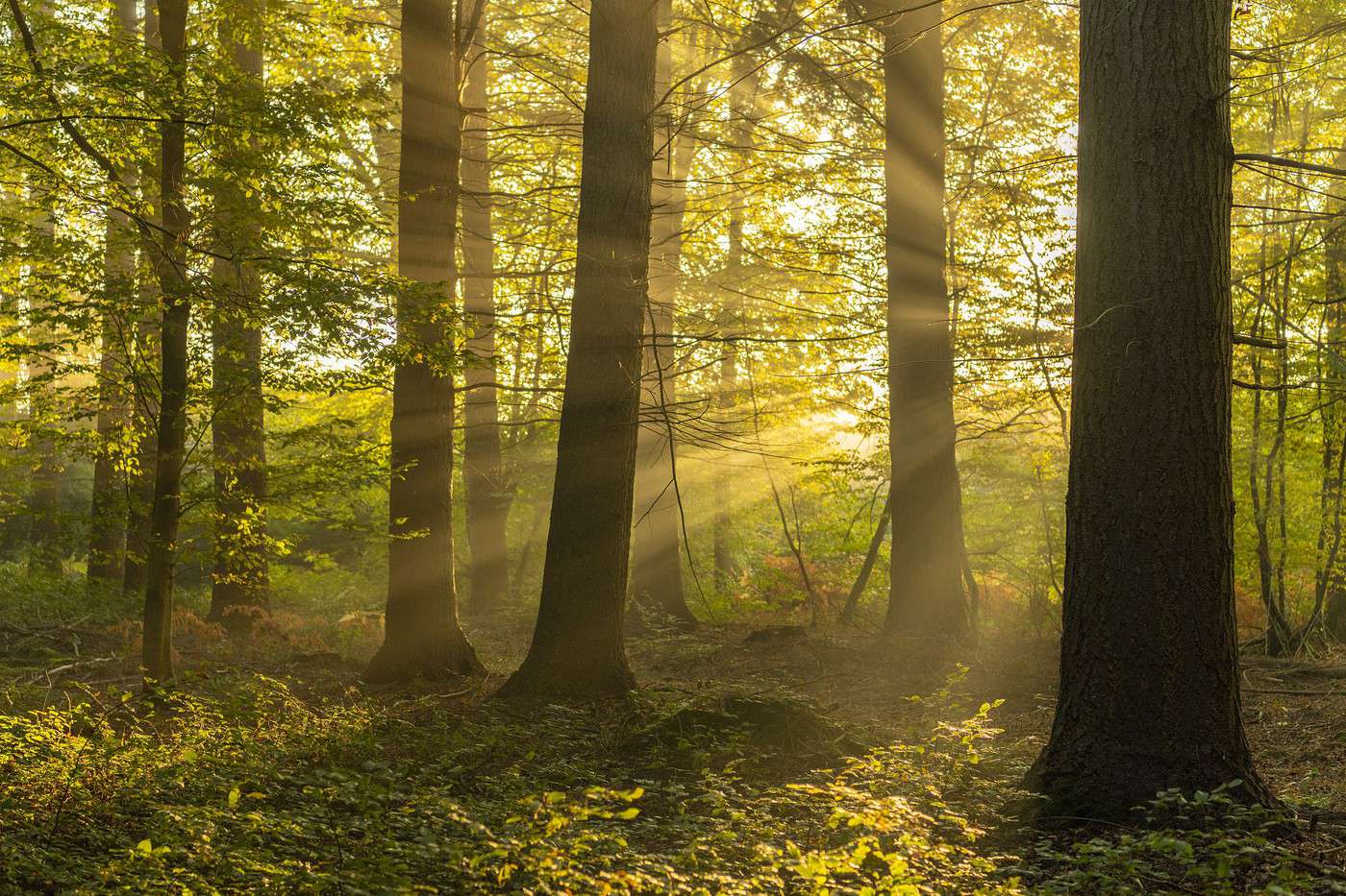 Forêt de Crécy, Somme, France