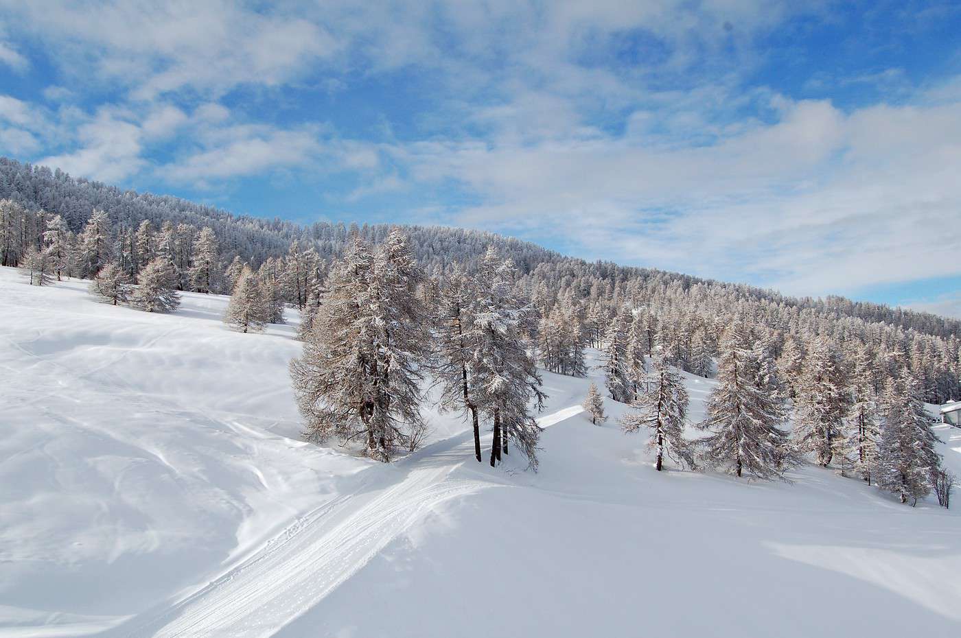La For&ecirc;t Blanche, Hautes-Alpes, France