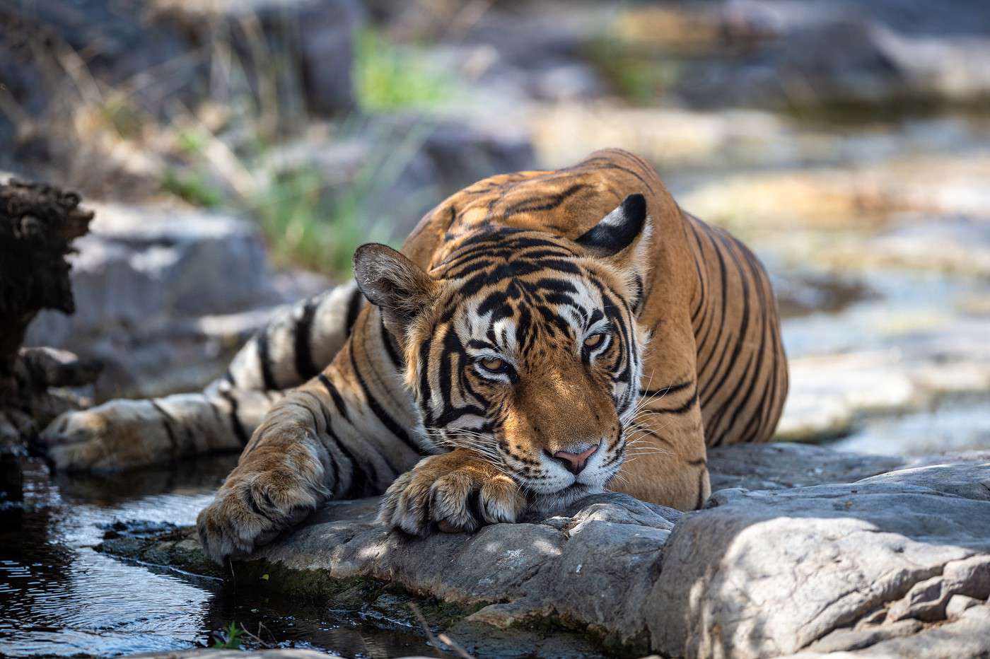 Parc national Corbett, Inde