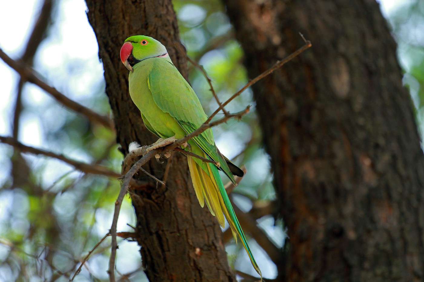 Parc national de Keoladeo, Inde