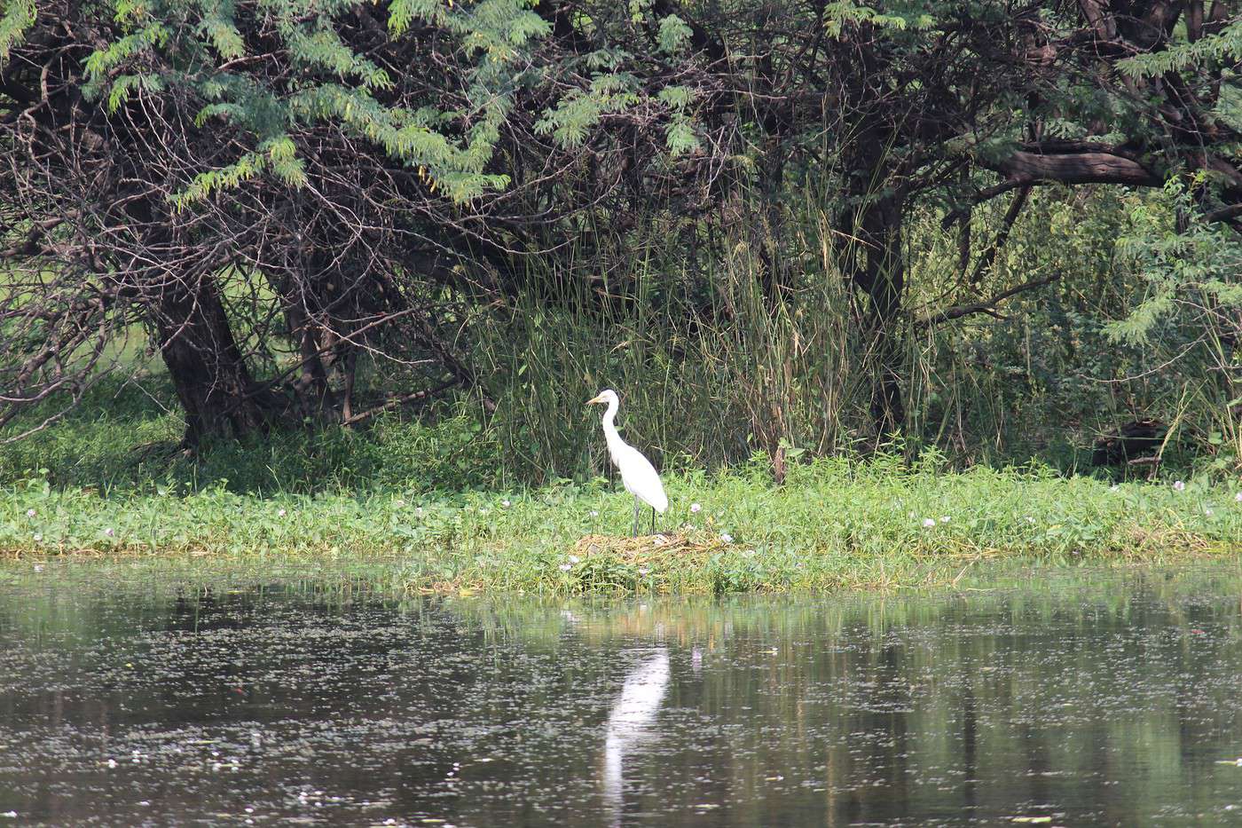 Parc national de Sultanpur, Inde
