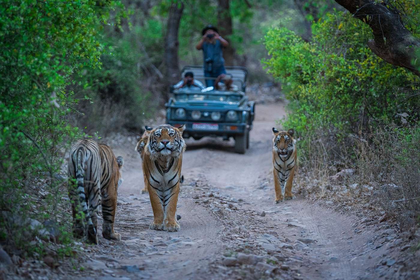 Parc National De Ranthambore (Inde) - Guide Voyage