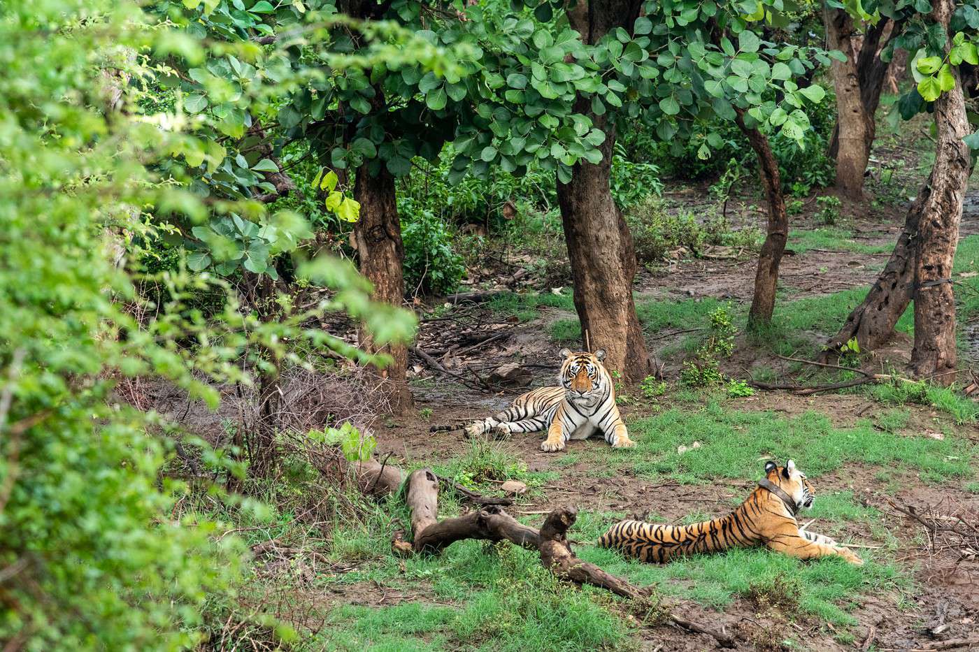 Parc national de Sariska, Inde