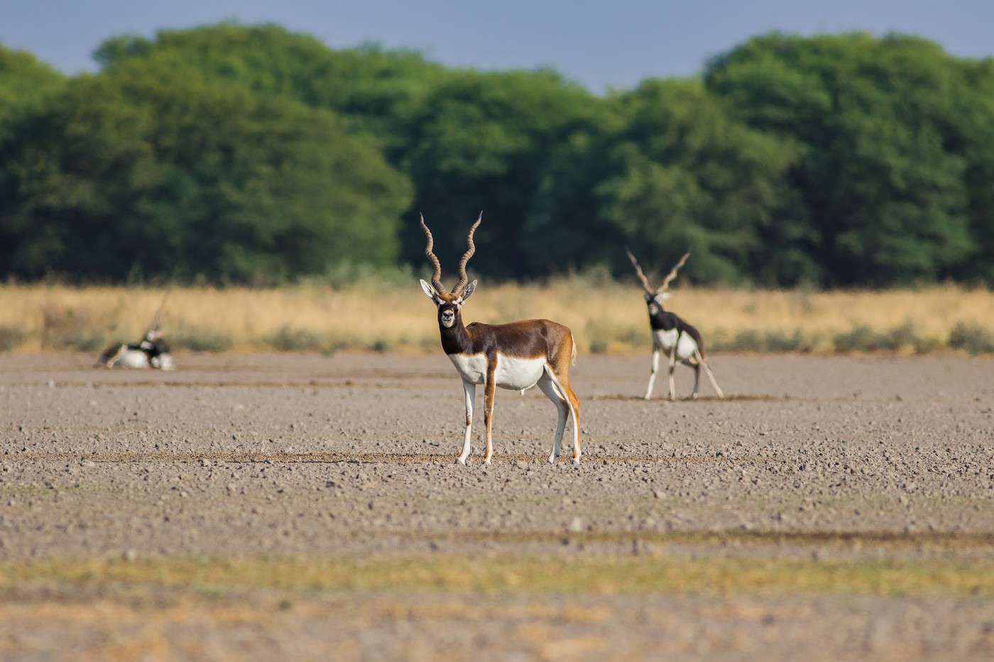 Parc national de Blackbuck, Inde