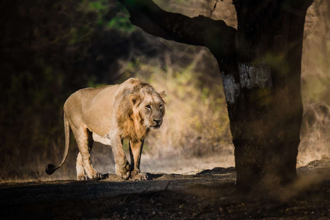 Parc national de Gir, Inde