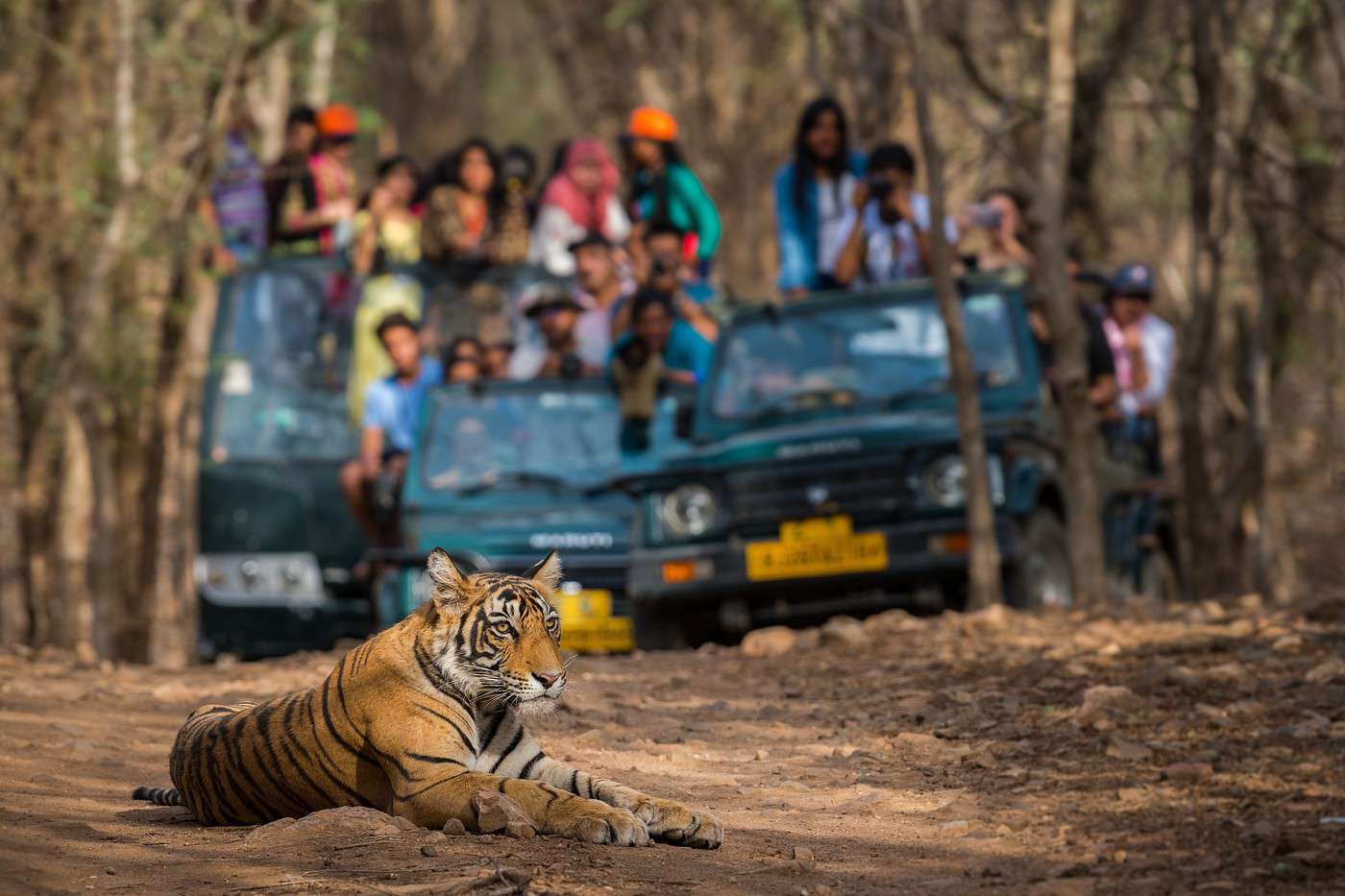 Parc national de Bandhavgarh, Inde