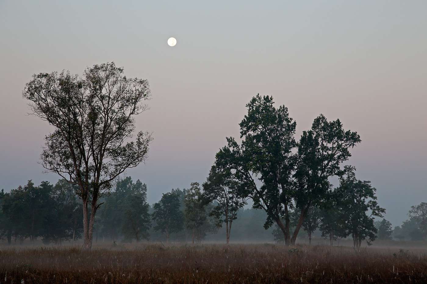 Parc national de Kanha, Inde