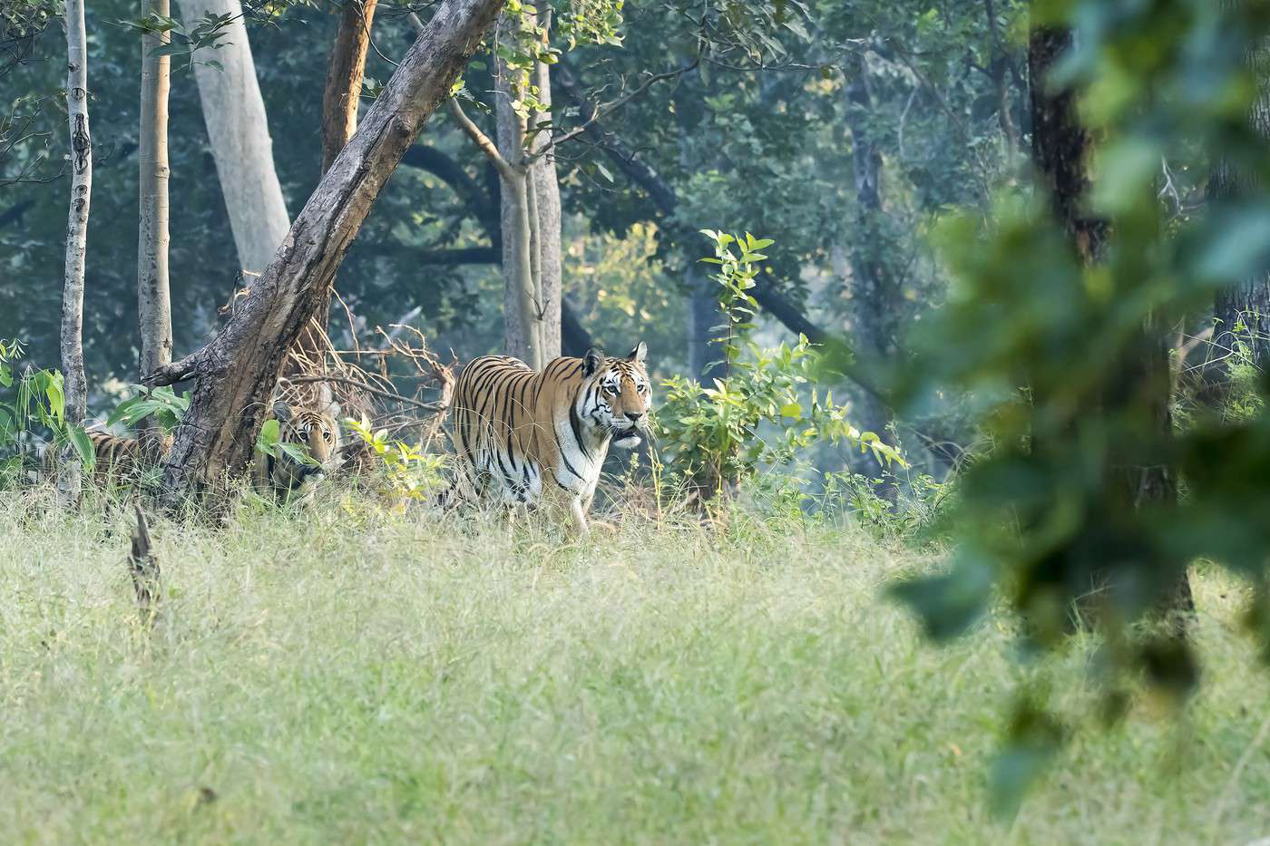 Parc national de Pench, Inde
