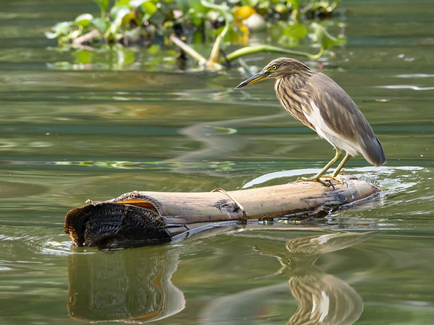 Réserve ornithologique de Kumarakom, Inde