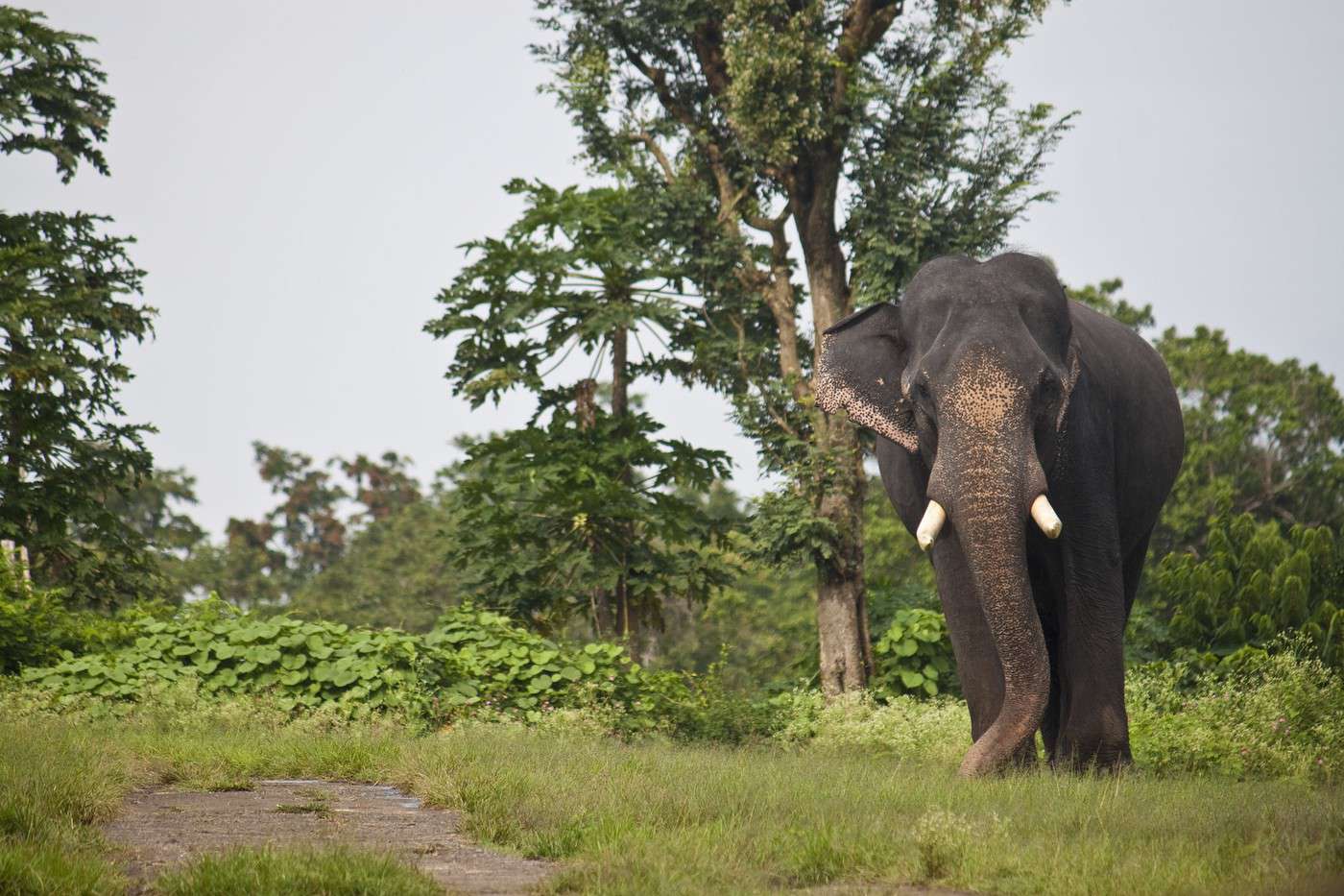 Parc national de Mudumalai, Inde