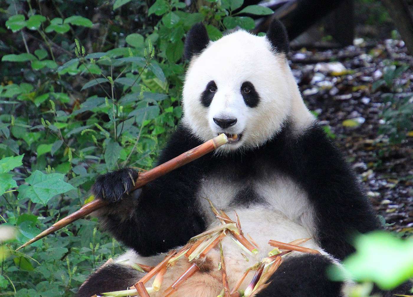Couverts de voyage en bambou - My little panda