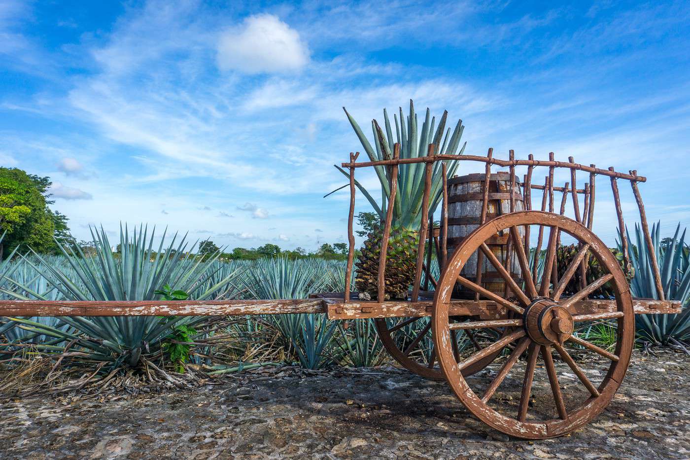 Tequila, Mexique