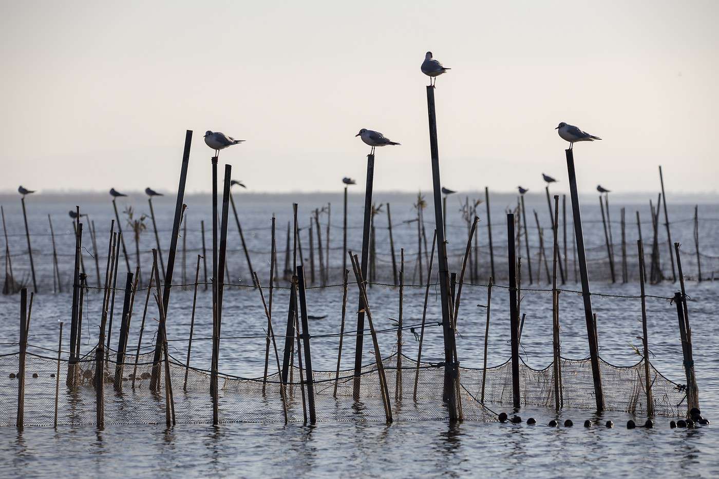 Parc naturel de l'Albufera, Espagne