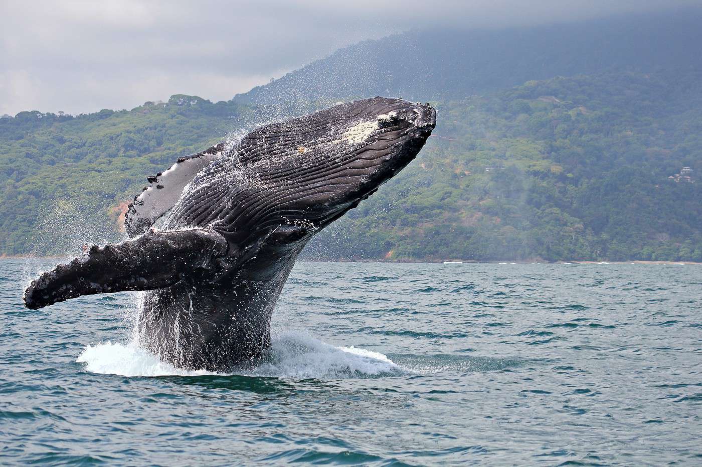 Parc national marin Ballena, Costa Rica