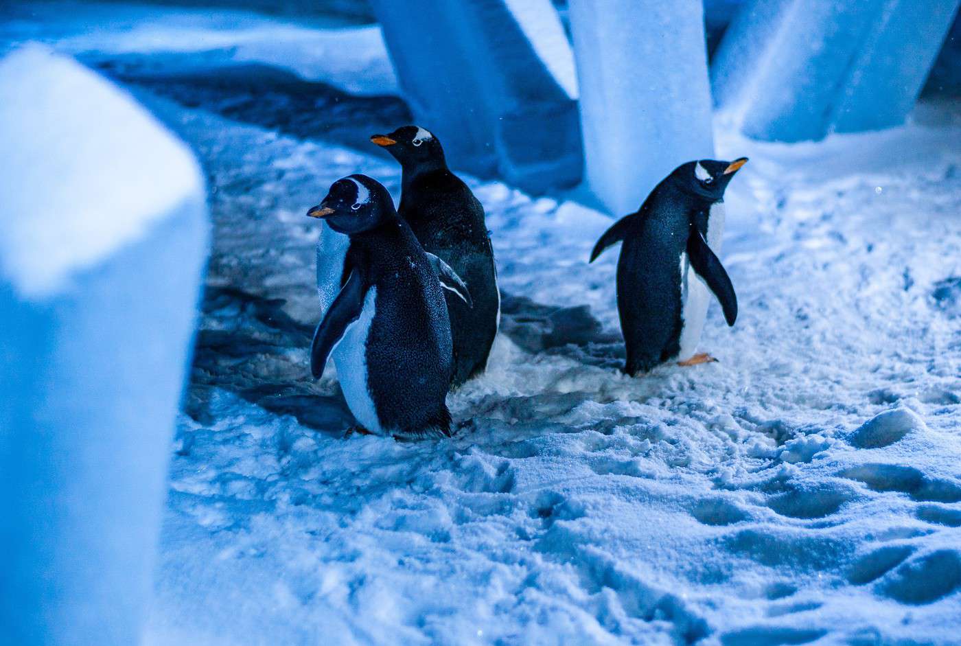 Biod&ocirc;me de Montr&eacute;al, Montr&eacute;al, Qu&eacute;bec, Canada