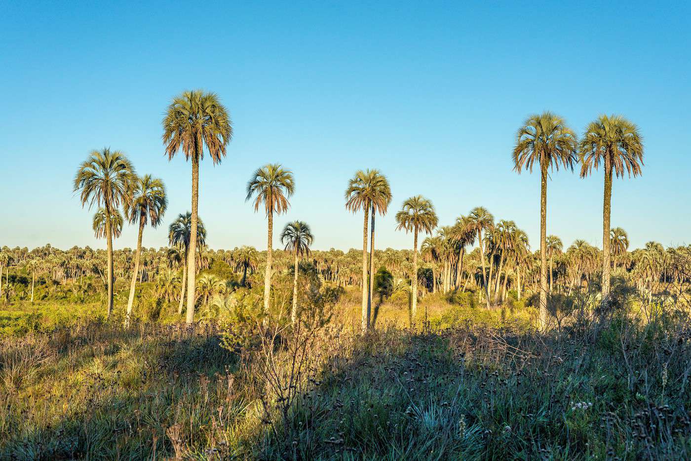 Parc national El Palmar, Argentine