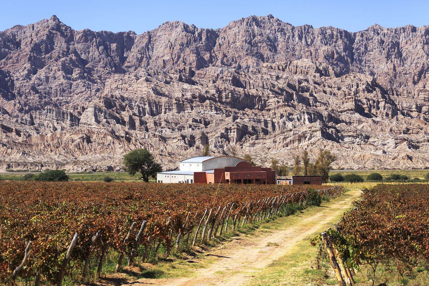 Cafayate, Argentine