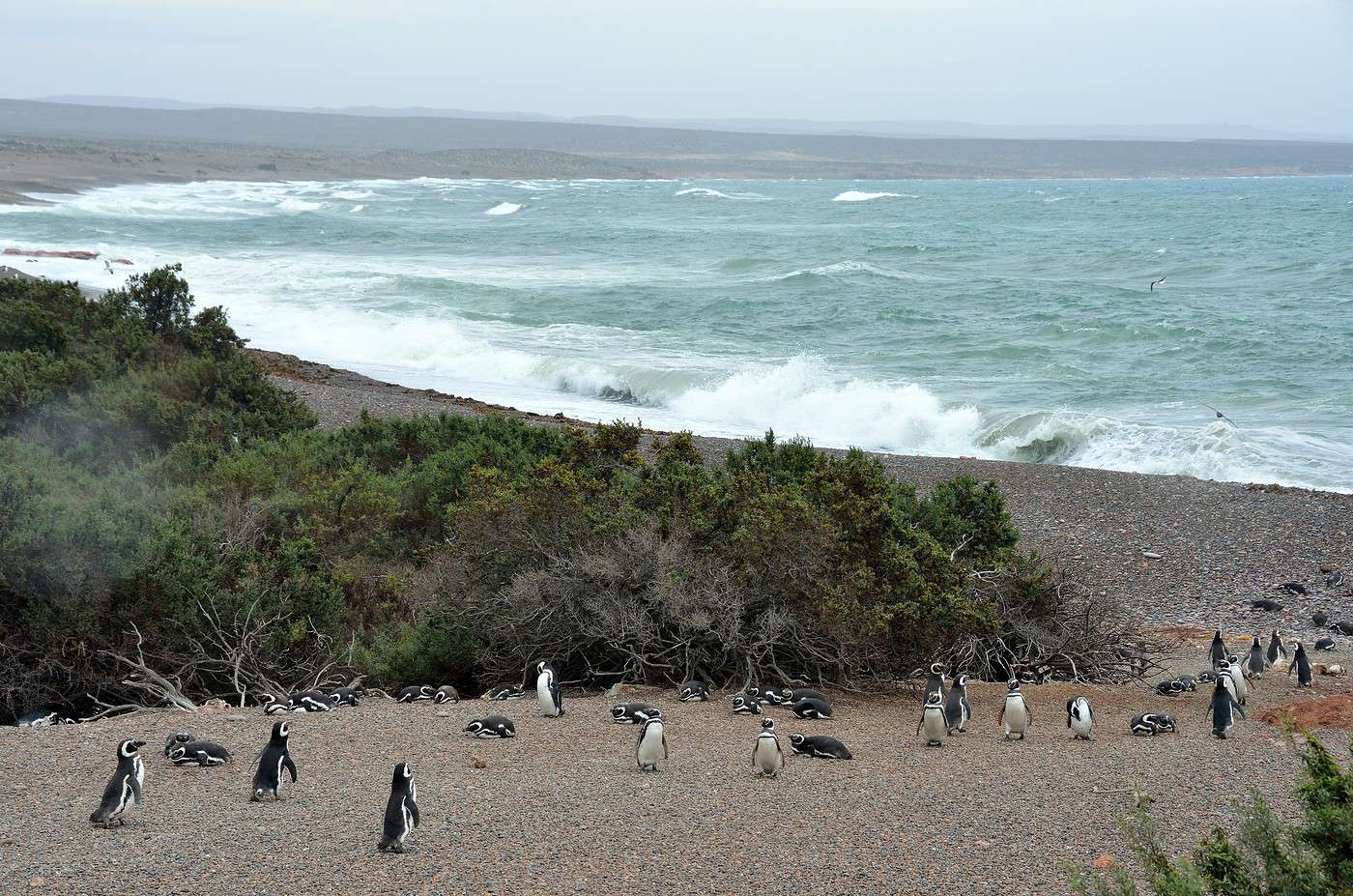 Punta Tombo, Argentine