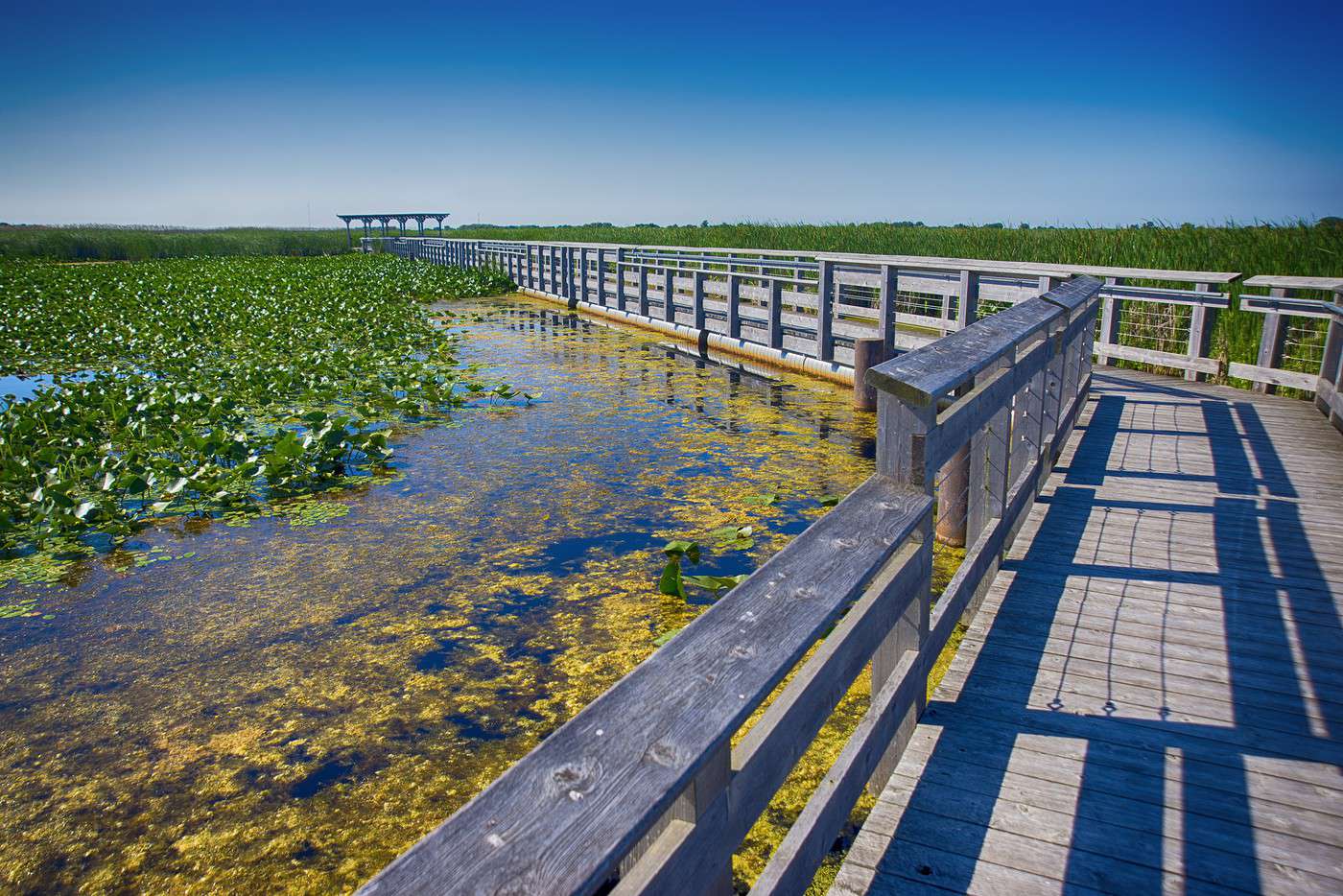 Parc national de la Pointe-Pelée, Ontario, Canada