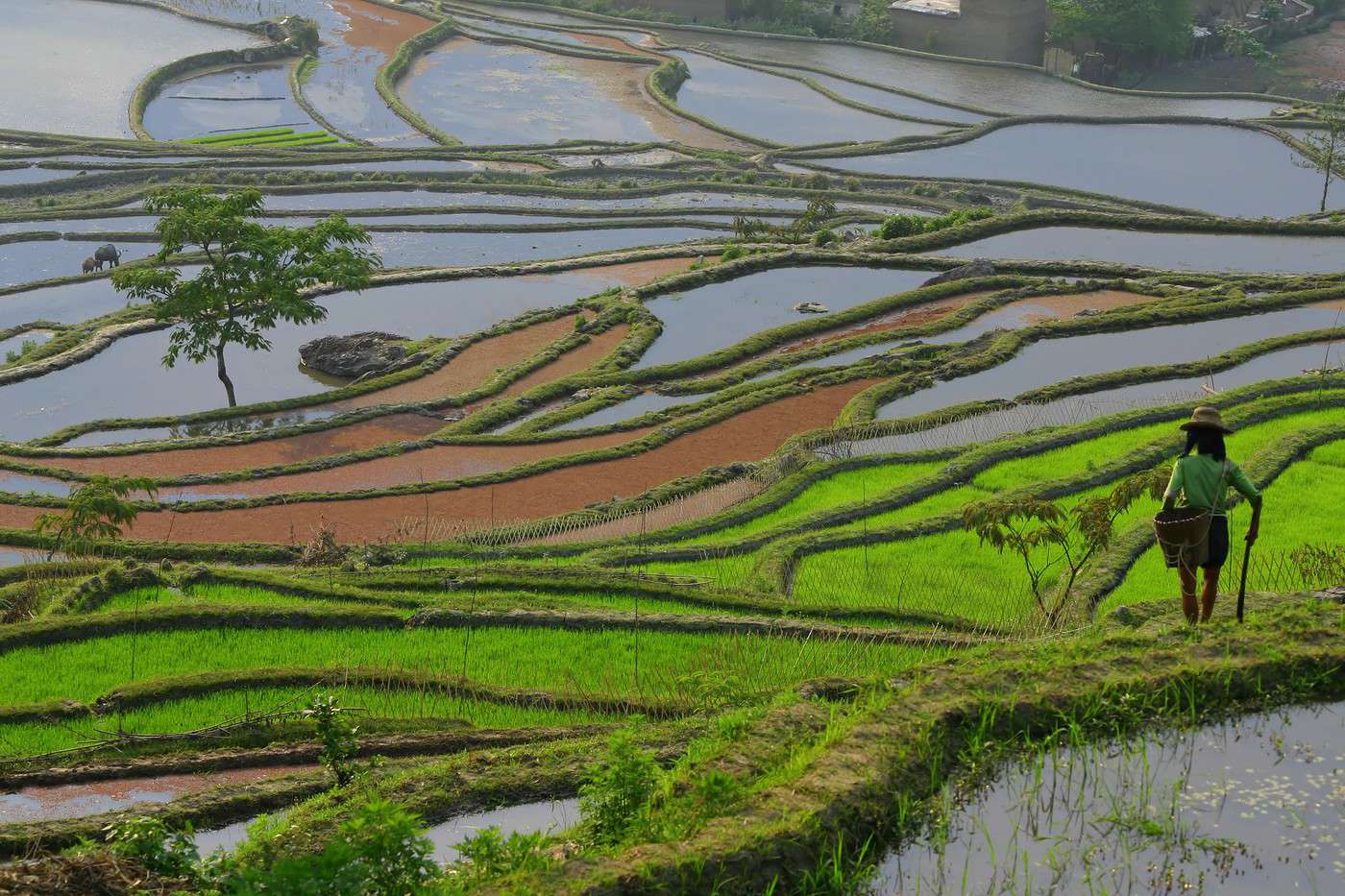 Rizières en terrasse de Yuanyang, Chine Rizières en terrasse de Yuanyang, Chine