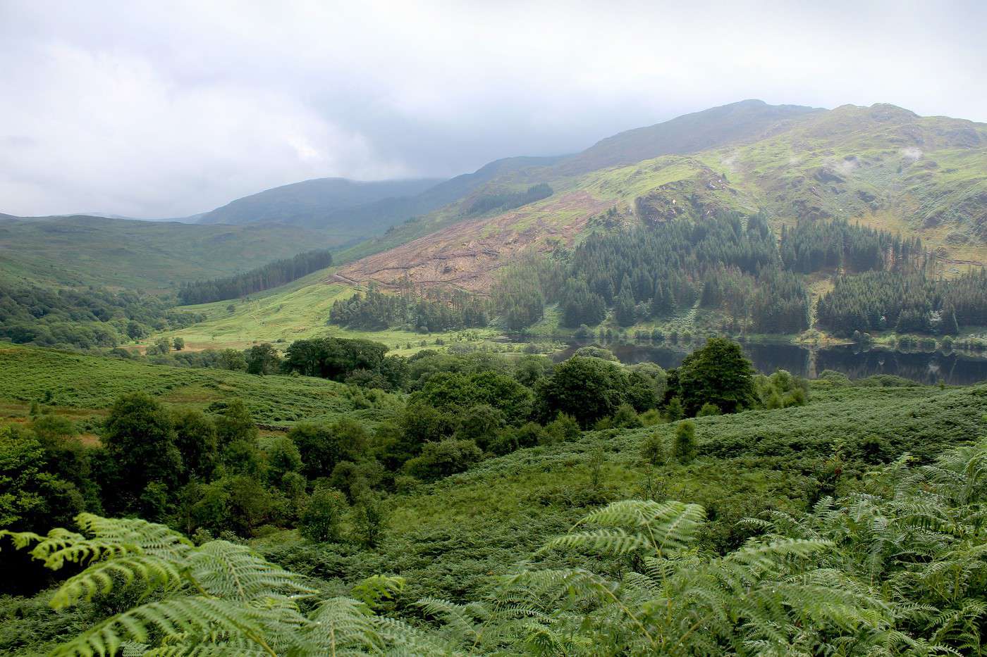 Parc forestier de Galloway, Grande Bretagne