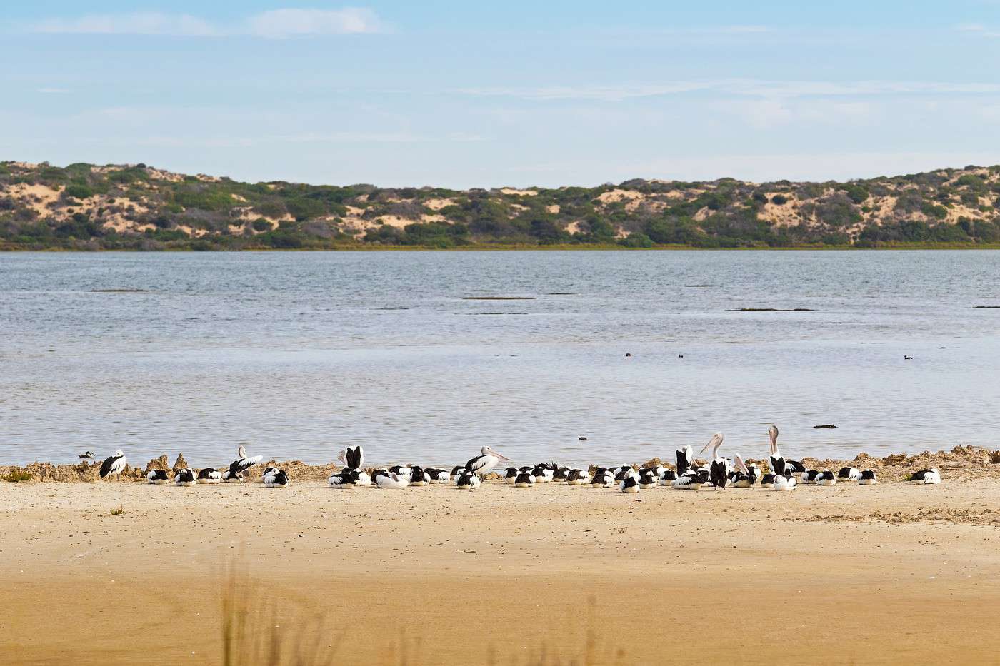 Parc national de Coorong, Australie-Méridionale, Australie