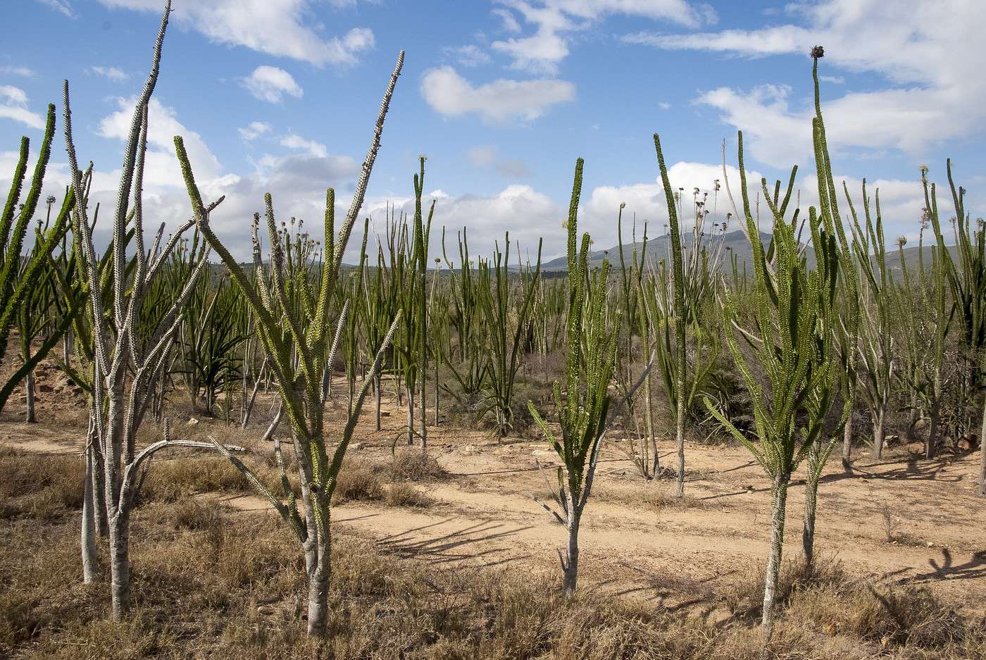 R&eacute;serve de Berenty, Madagascar