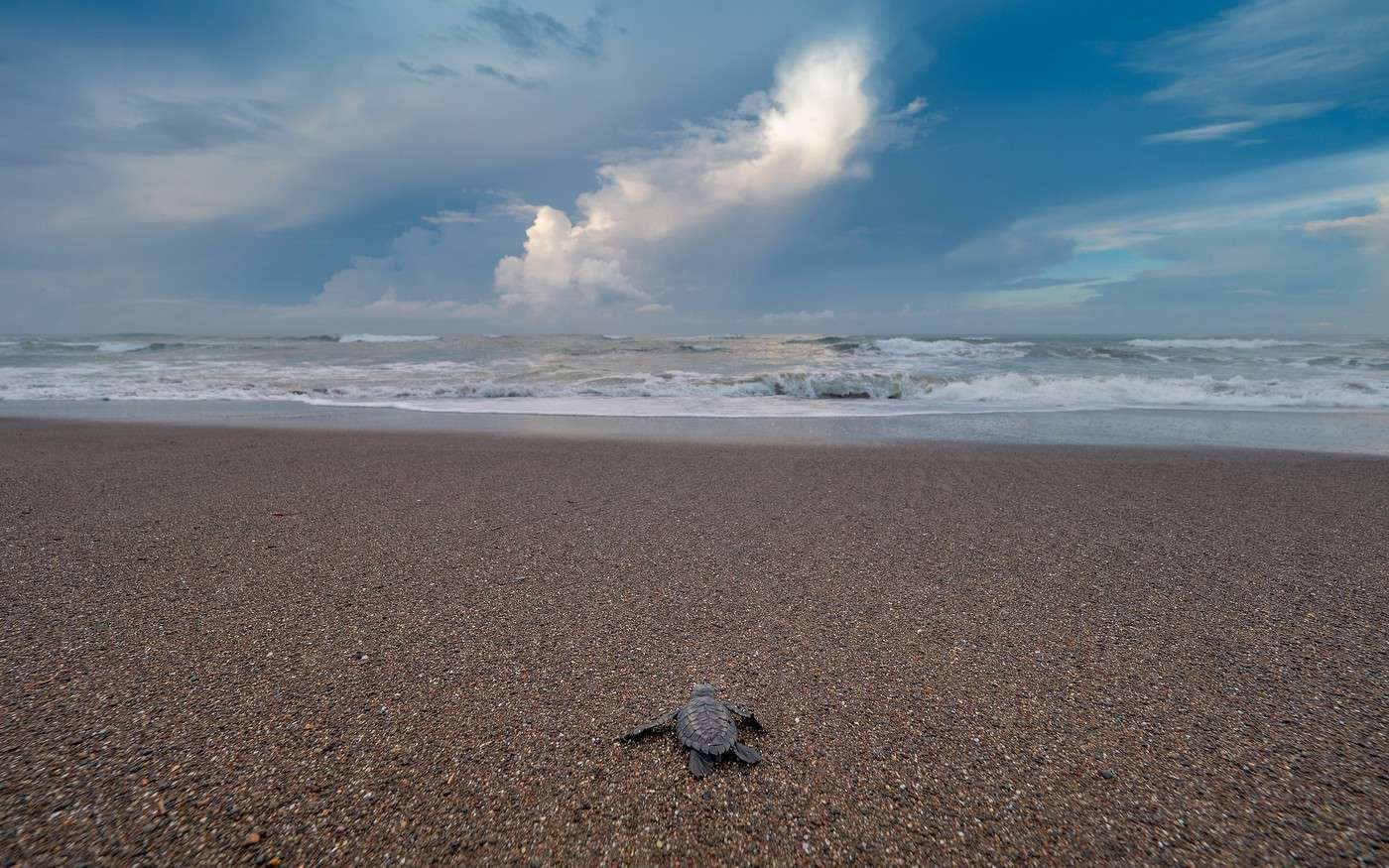R&eacute;serve d'Ostional, Costa Rica