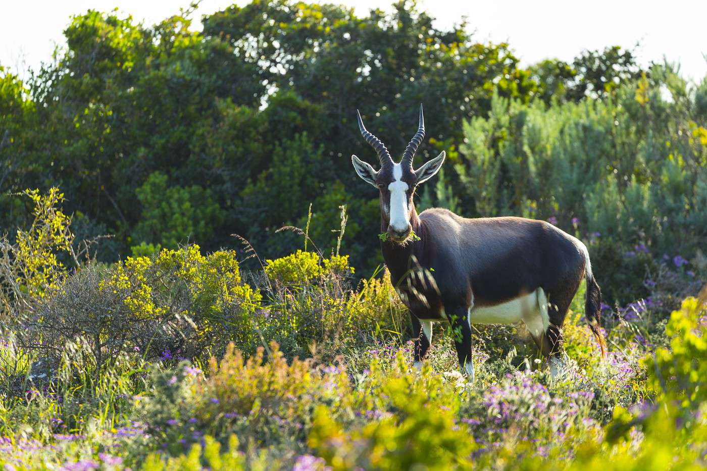 Parc national des Bontebok, Afrique du Sud