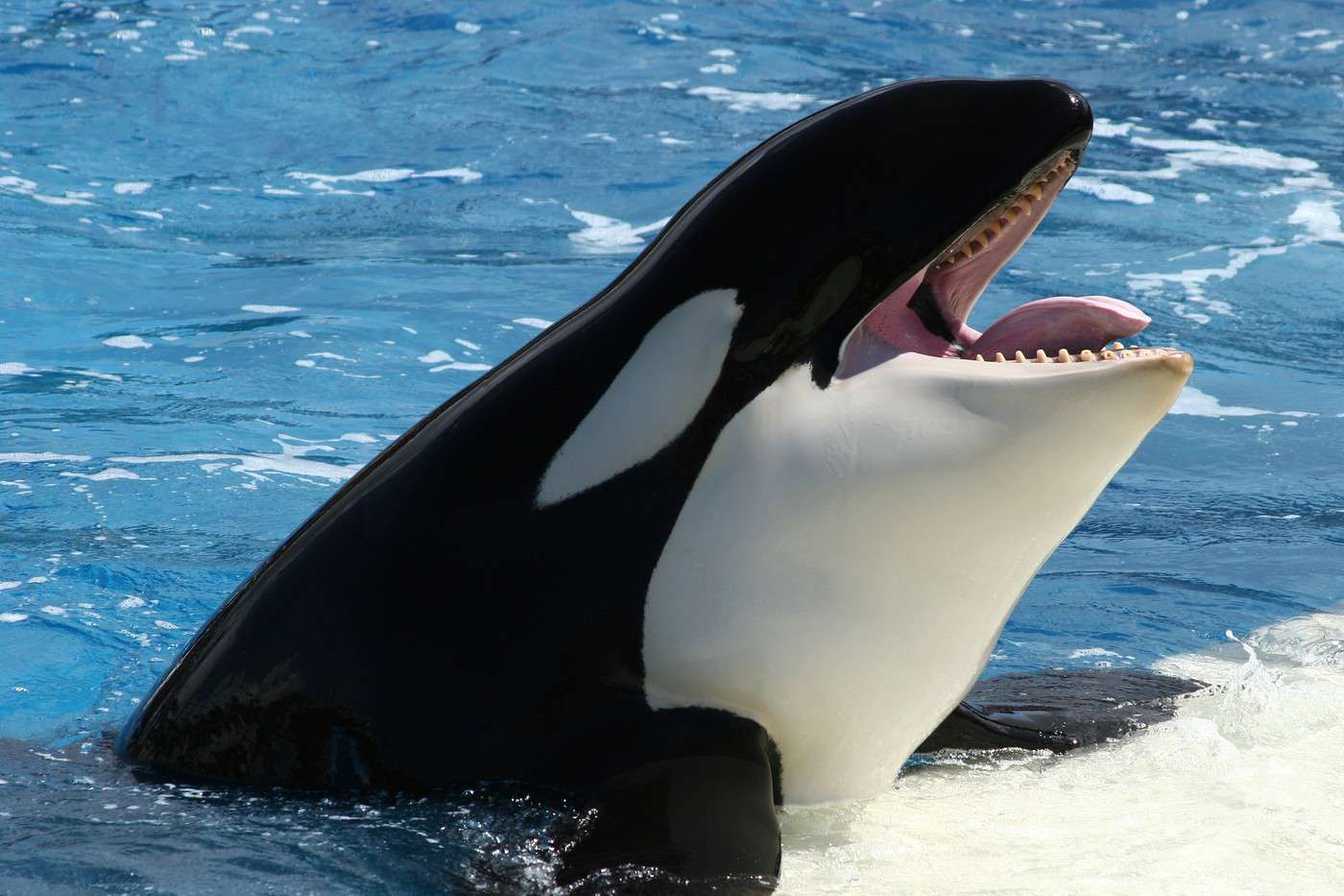 SeaWorld, San Diego, Californie, États-Unis SeaWorld, San Diego, Californie, États-Unis