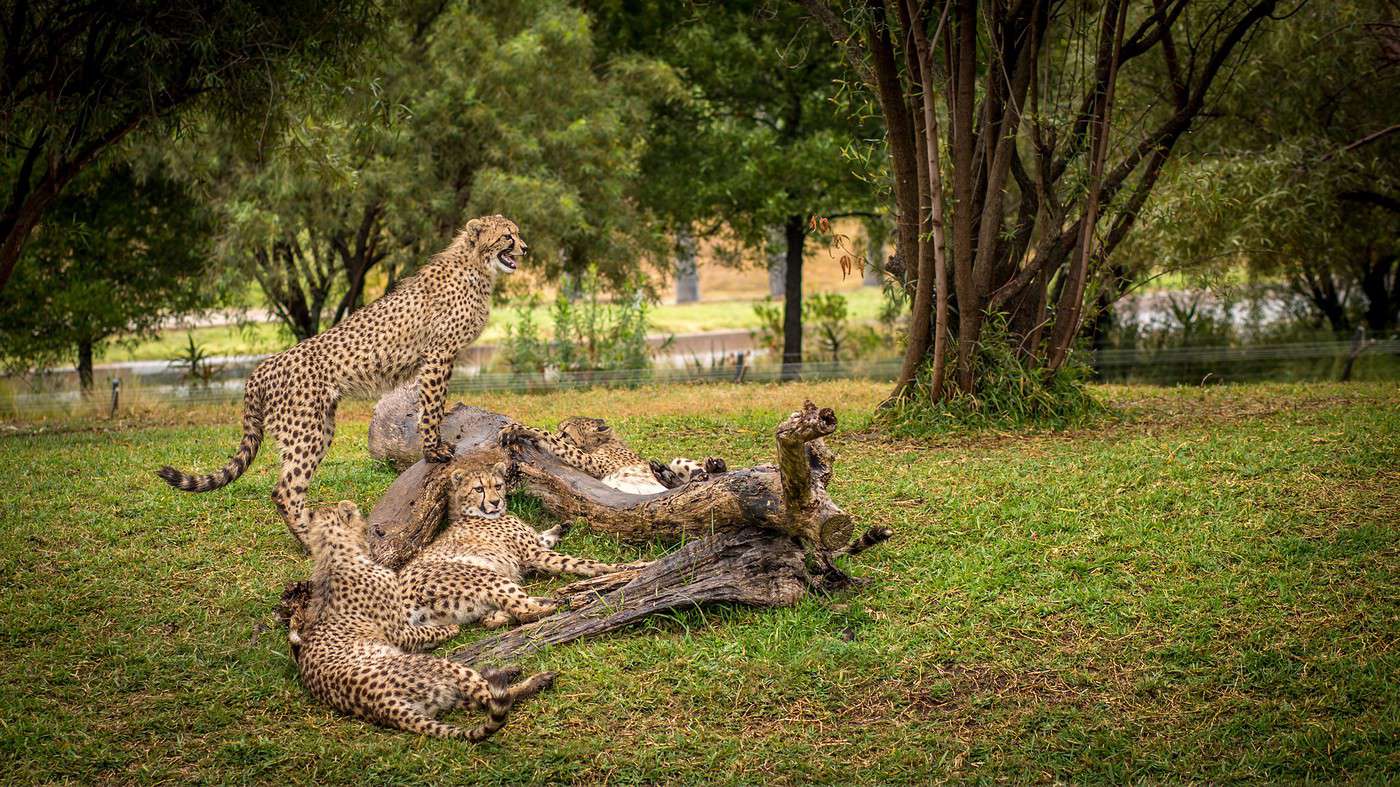 Zoo, San Diego, Californie, États-Unis