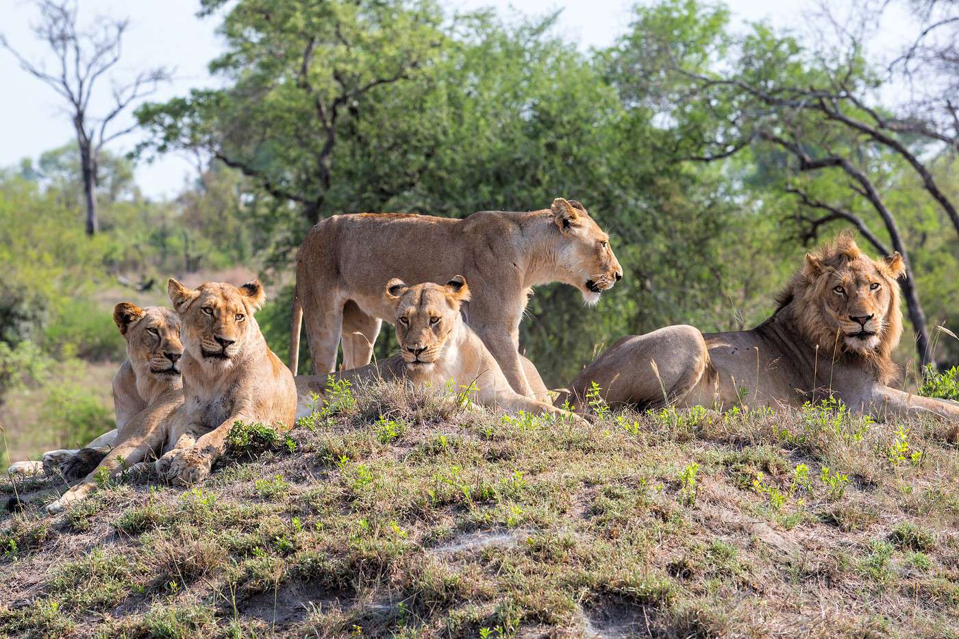 Réserve de Sabi Sand, Afrique du Sud