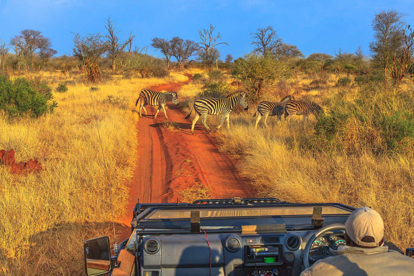 Réserve de Madikwe, Afrique du Sud