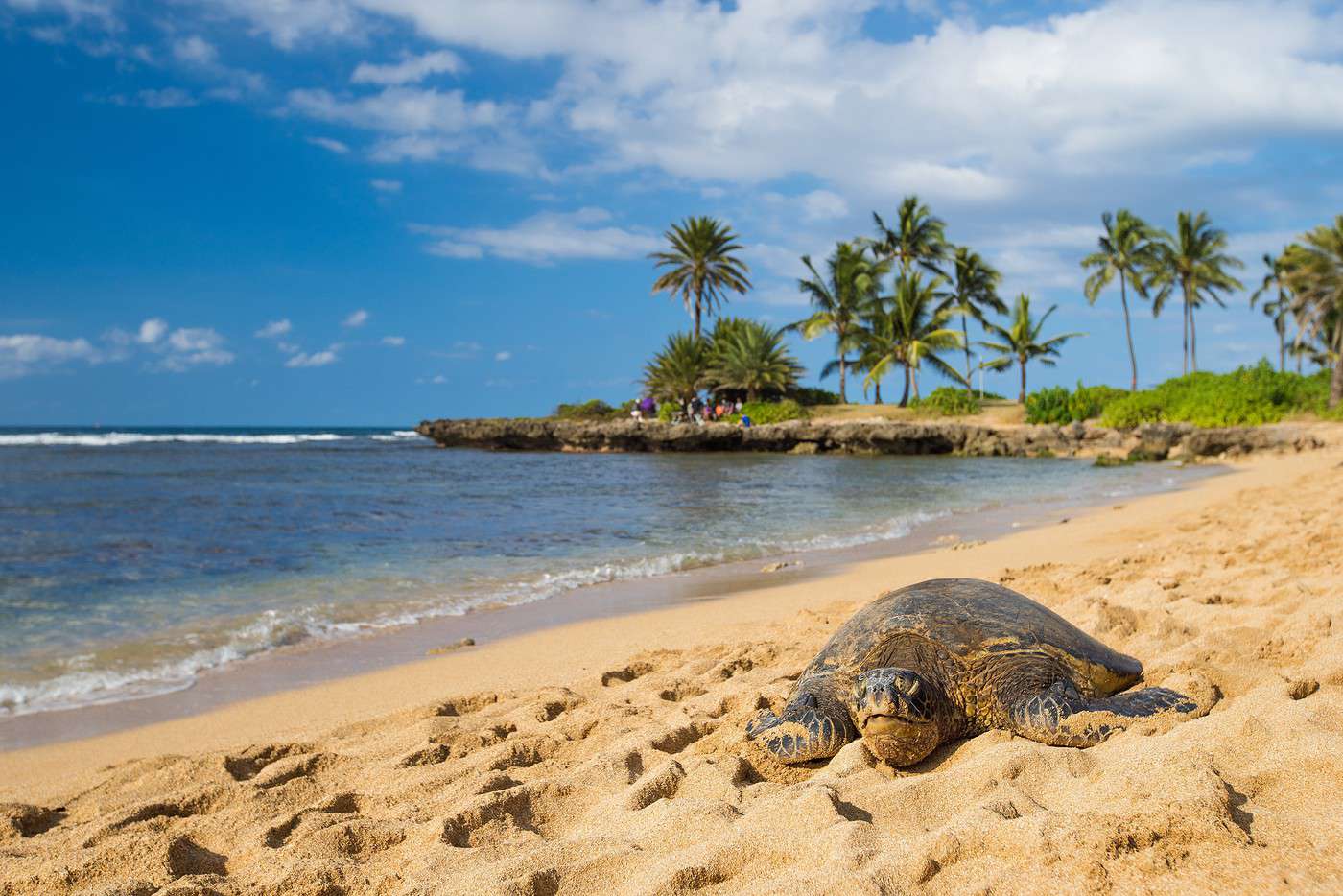 Haleiwa, Hawai, États-Unis