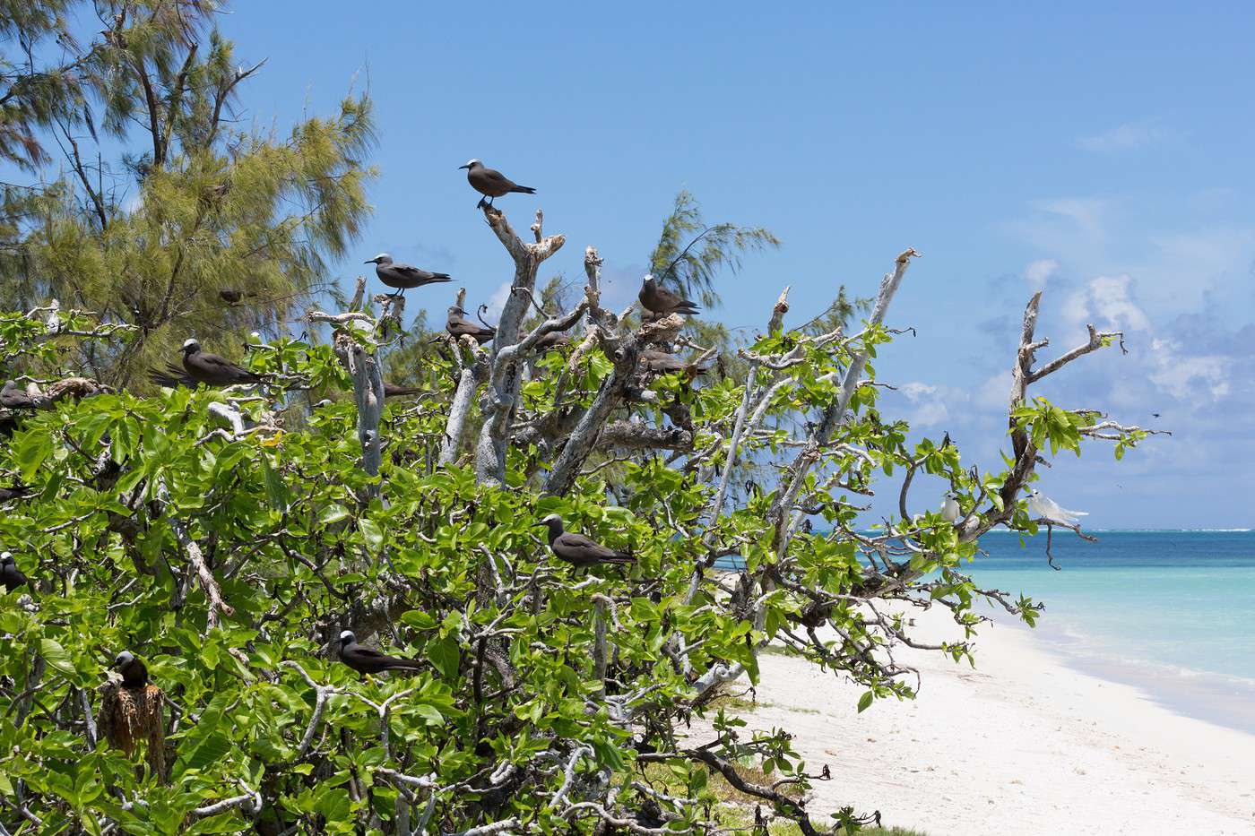 Île aux Cocos, Maurice